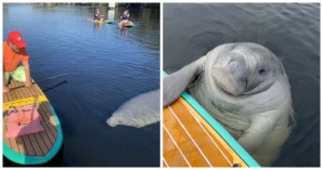 Man Out Paddle Boarding Suddenly Realizes He Has Chance Encounter With A Very Curious Manatee