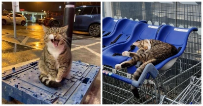 Meet Oscar, Adorable Cat Who Becomes The Most Extraordinary Staff At Supermarket