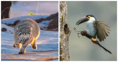 Best 49 Photos Of 2023 World’s Top Wildlife Photographers