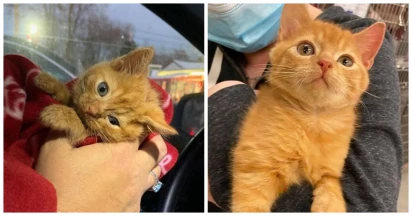 Kitten With The Best Head Tilt Ever Now Finds His Loving Home Forever