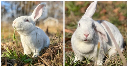 Bunny Pair In Labs Experience Sunlight For The First Time In Their Lifetime