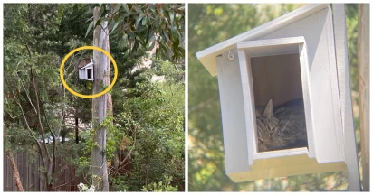 Man Sets Up Owl Nesting Box, Then Surprisingly Discovers Fluffy Visitor Inside