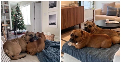 Couple Adopts Bulldog Who Looks Similar To Their Pet and Gets A Big Surprise