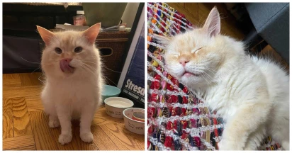 Cat Left Behind In Apartment When His Family Moved Is Happy When Finally Adopted After 5 Months Of Waiting
