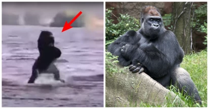 Gorilla Tries To Run Into Cold Water, Regrets It, And Then Acts Cool As If Nothing Bad Happened