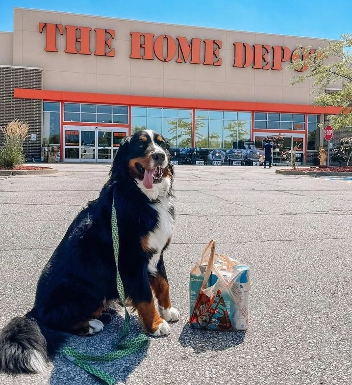 can you bring dogs to home depot - are small dogs allowed in home depot