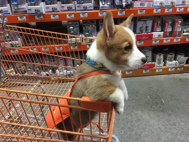 can dogs go to home depot - can you bring dogs in home depot