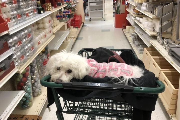 are dogs allowed at home depot - are pets allowed in home depot