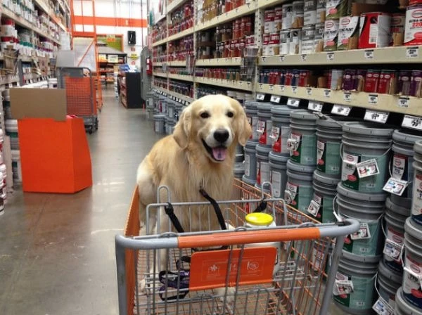 can i bring my dog to home depot - can you take dogs to home depot