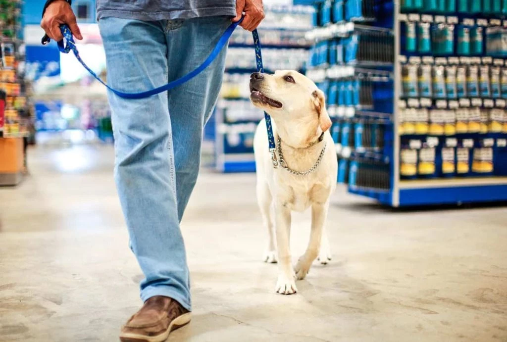 can you bring dogs into home depot - can you bring your dog to home depot