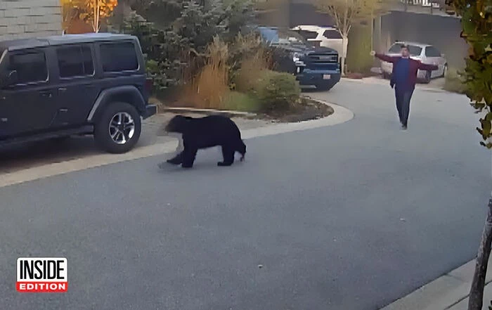 The black bear then moved towards a vehicle