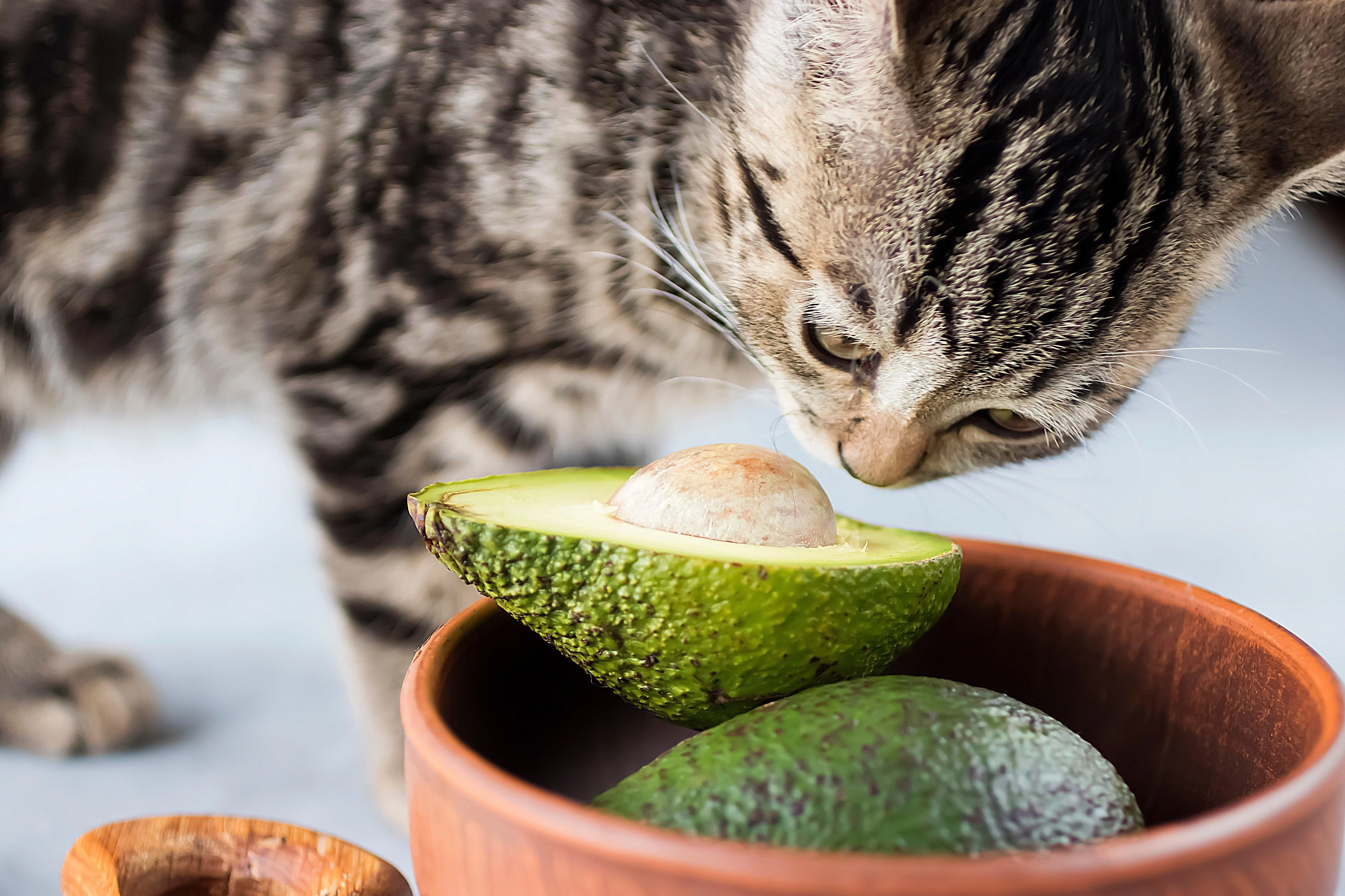 can cats eat avocado - avocado for cats