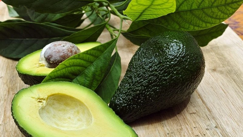 can cats have guacamole - cat eat avocado