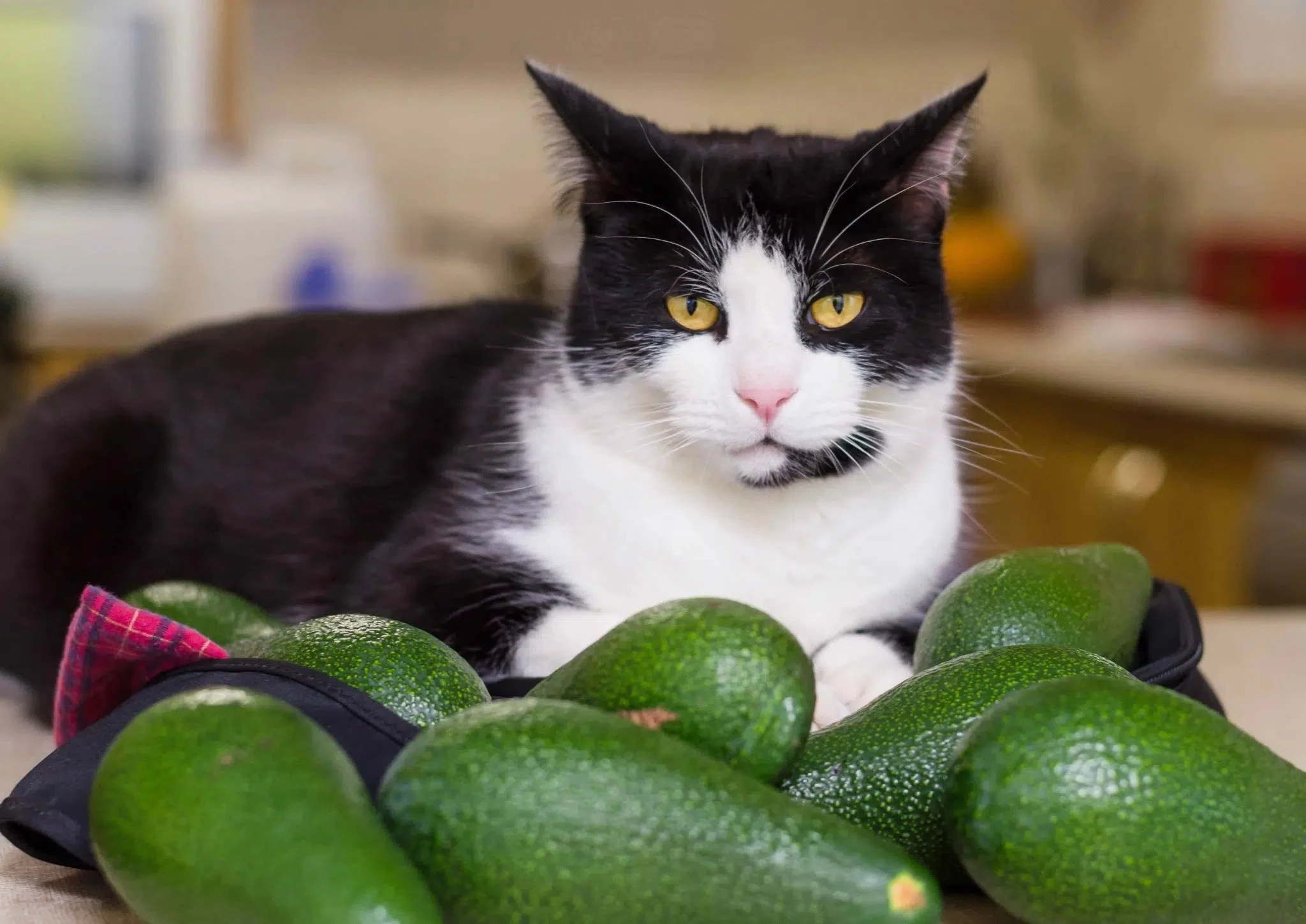 is avocado toxic to cats