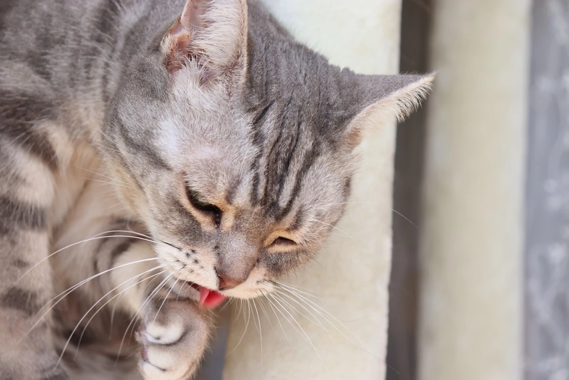 can cats eat guacamole - are avocados good for cats