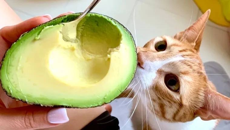 are avocados toxic to cats - can cats have avacado