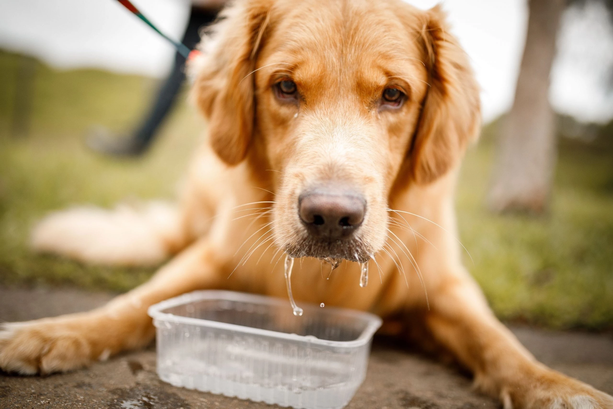 Can dogs have pork rib outlet bones