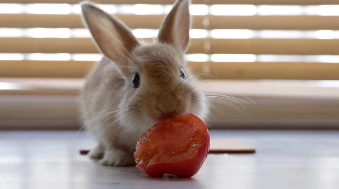 do bunnies eat tomatoes