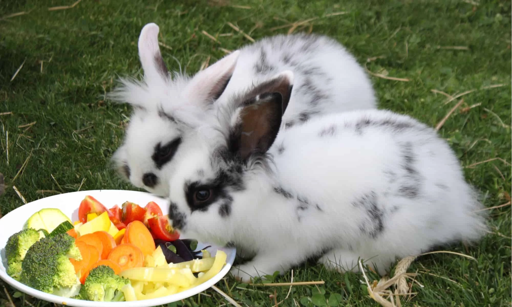 Чем можно кормить декоративного. Декоративный кролик. Питание кроликов. Еда для кроликов декоративных. Кролик за едой.