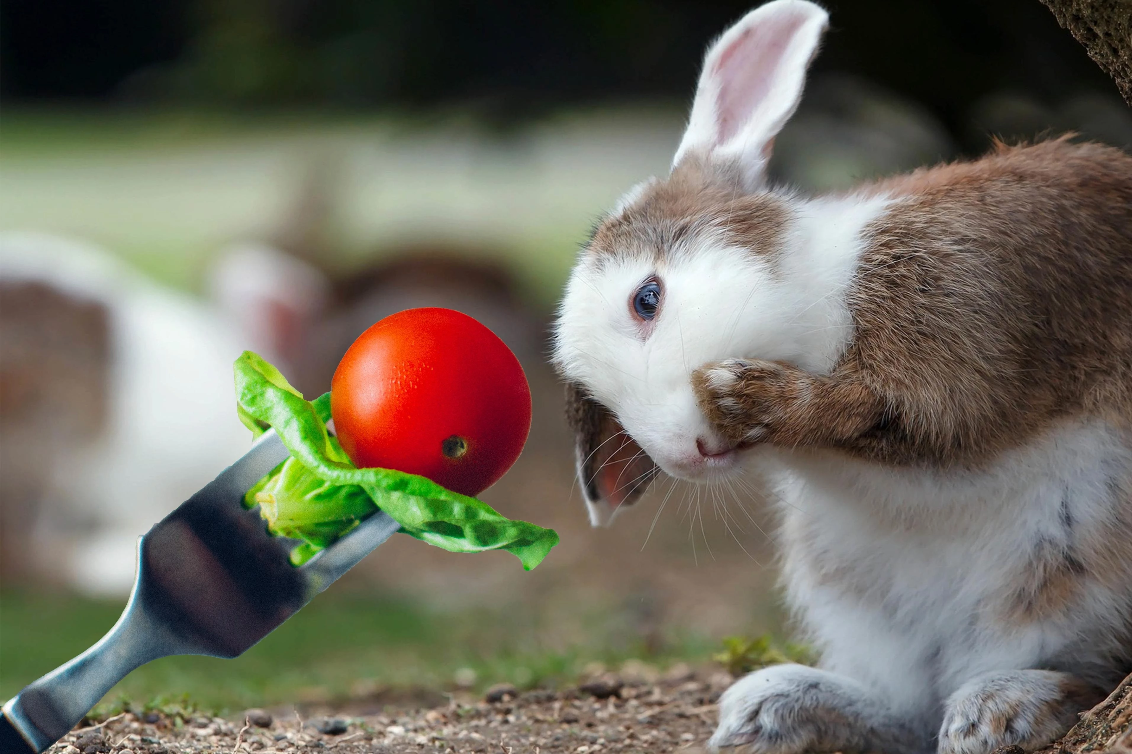 can bunnies eat cherry tomatoes - do rabbits eat tomato plants