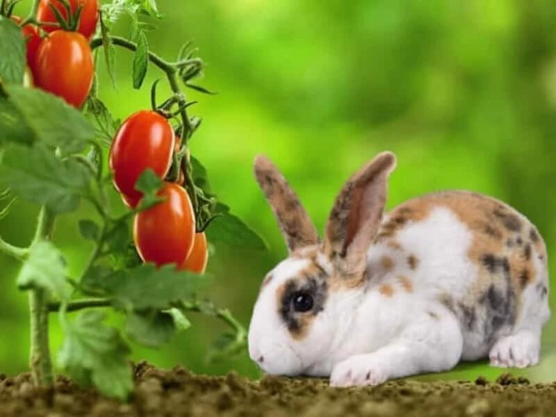 can bunnies eat cherry tomatoes