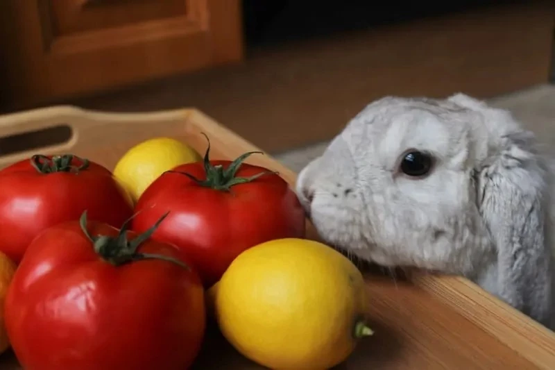 can rabbits have cherry tomatoes