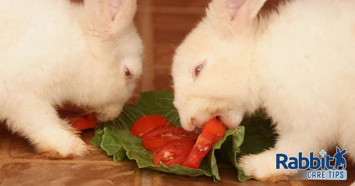 can bunnies have tomatoes