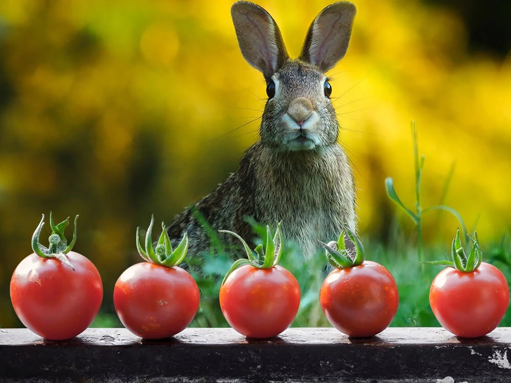 can rabbits have tomatoes