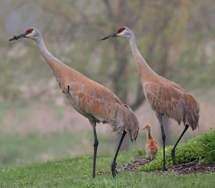 Fascinating Facts About Sandhill Cranes