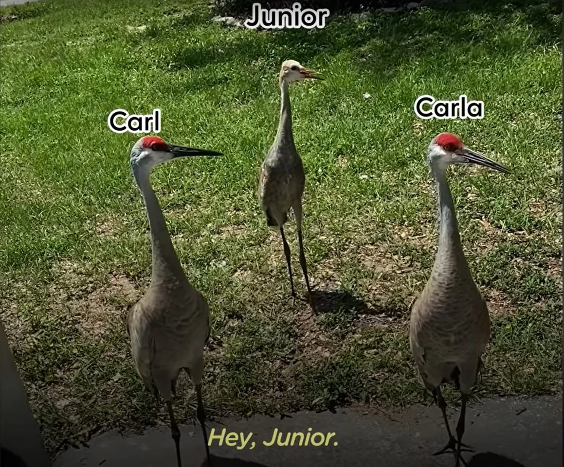 Carl, Carla, and Junior