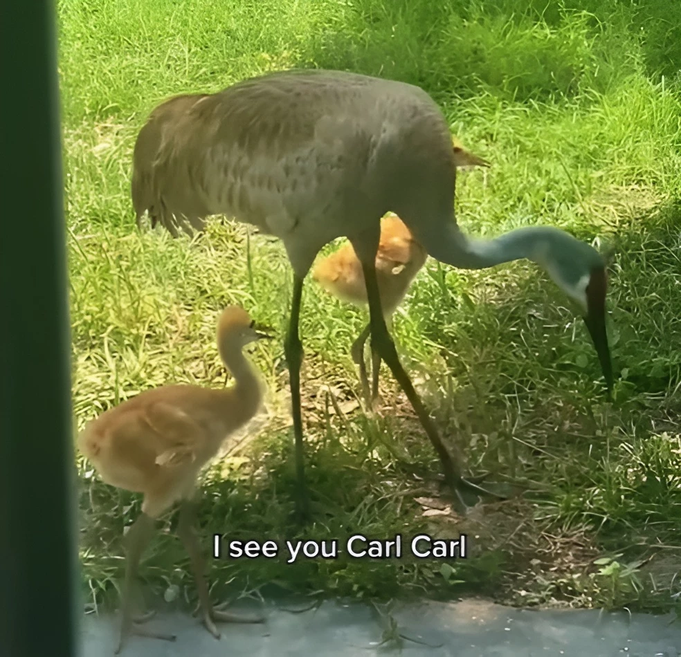 Two adorable crane chicks, called Kevin and Kyle