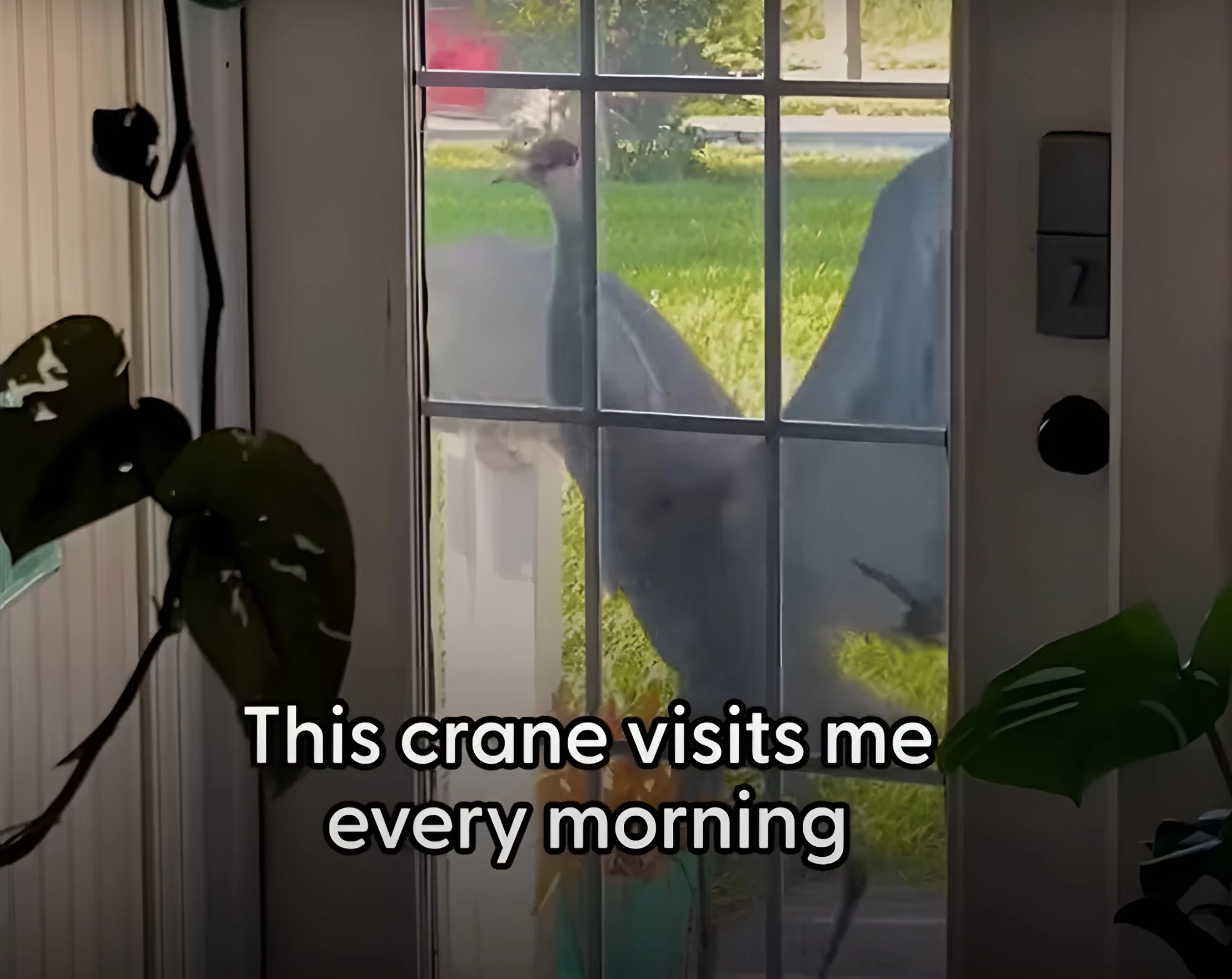 Sandhill crane standing at the door of Autumn Cochella's house