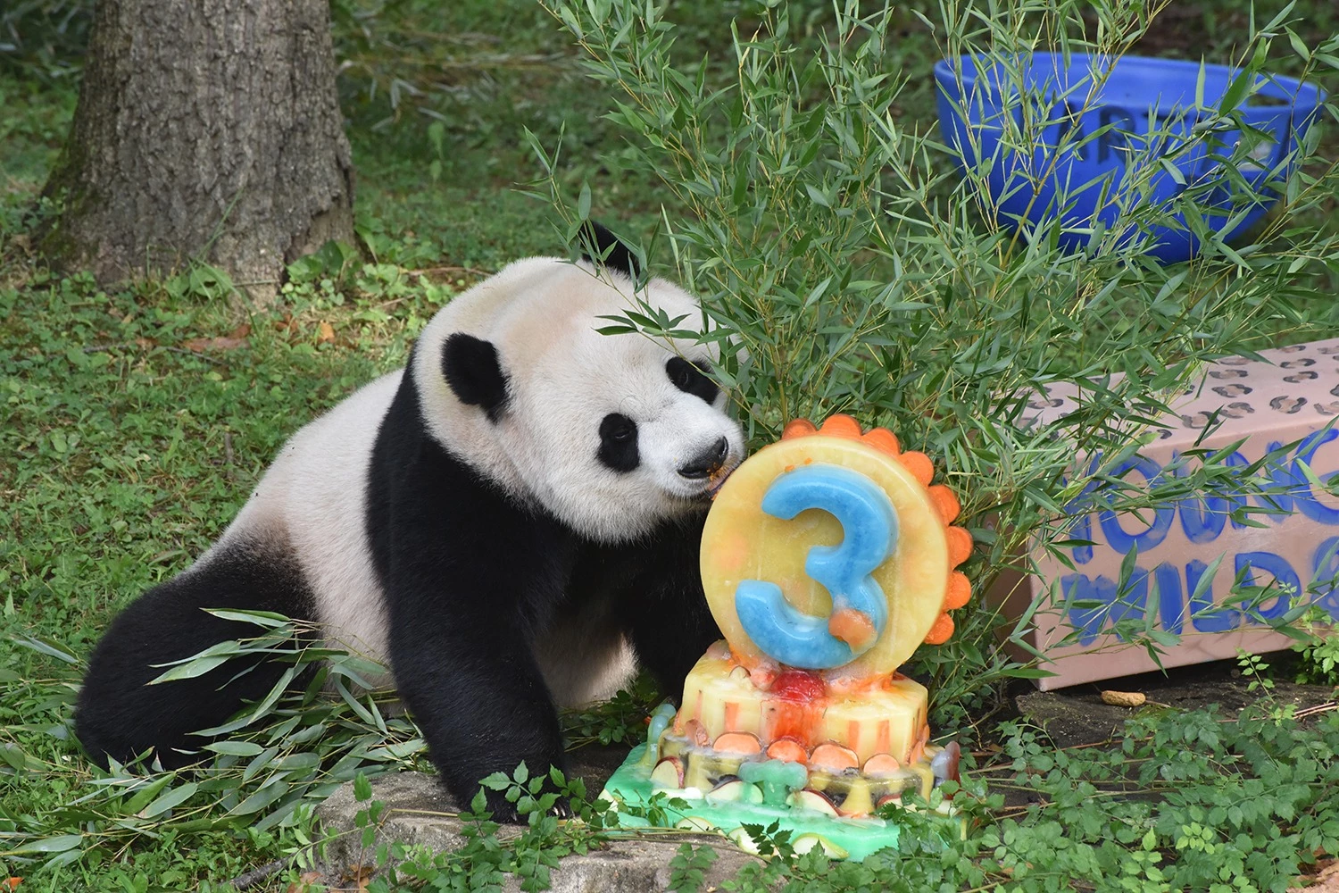 Giant panda Xiao Qi Ji enjoys an ice cake to celebrate his third birthday