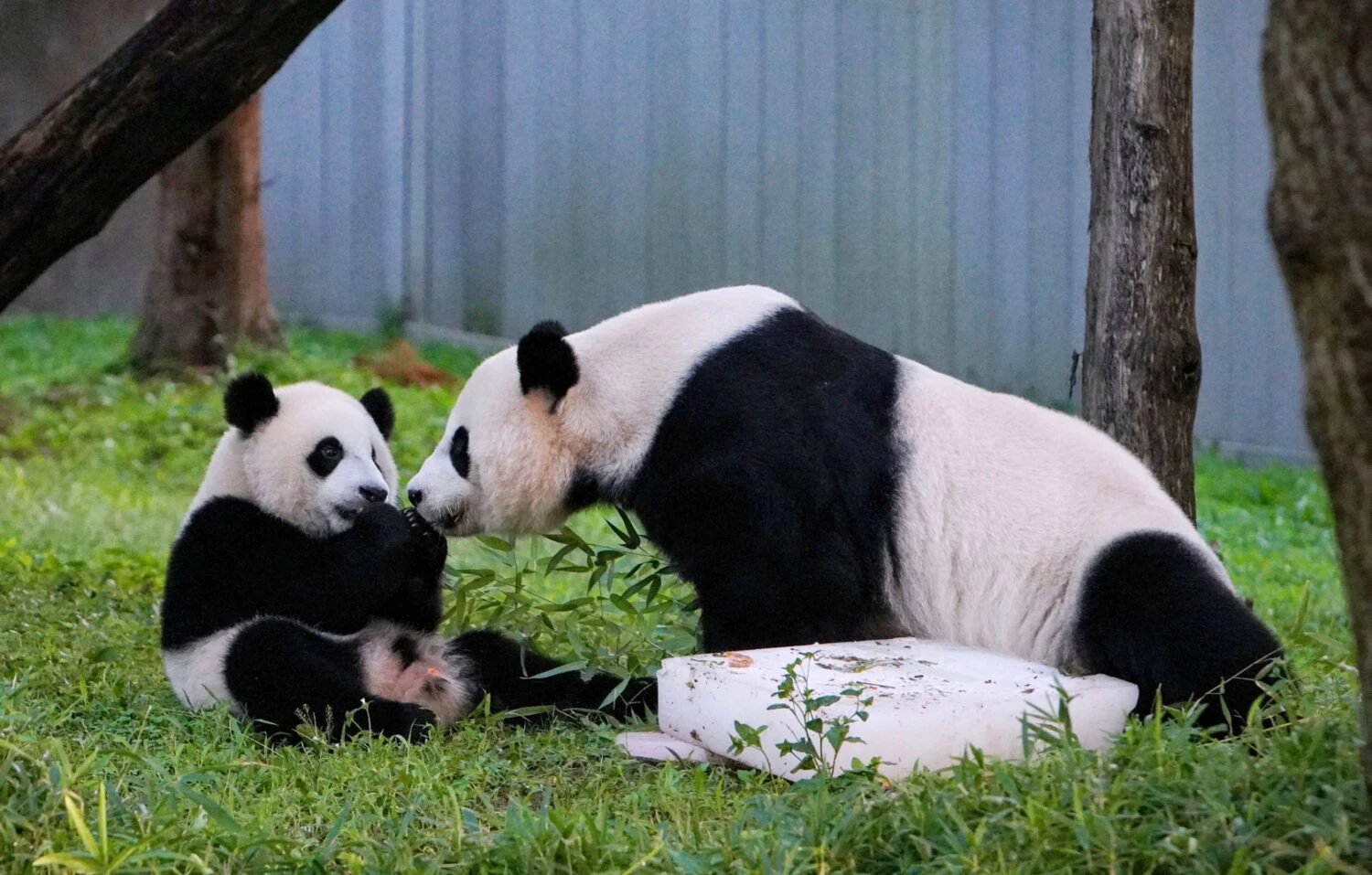 Baby panda Xiao Qi Ji (L) celebrates his first birthday with his mother Mei Xiang