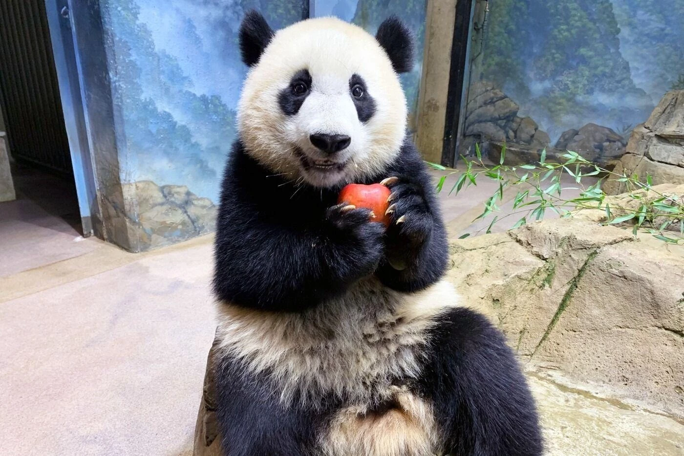 Xiao Qi Ji, the National Zoo's baby giant panda