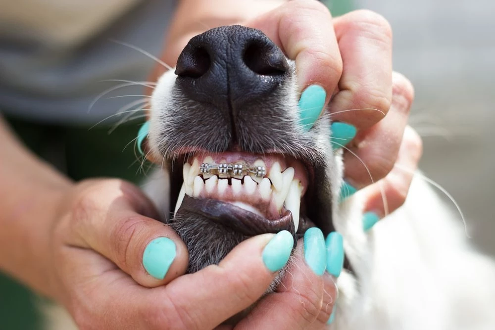braces for dogs