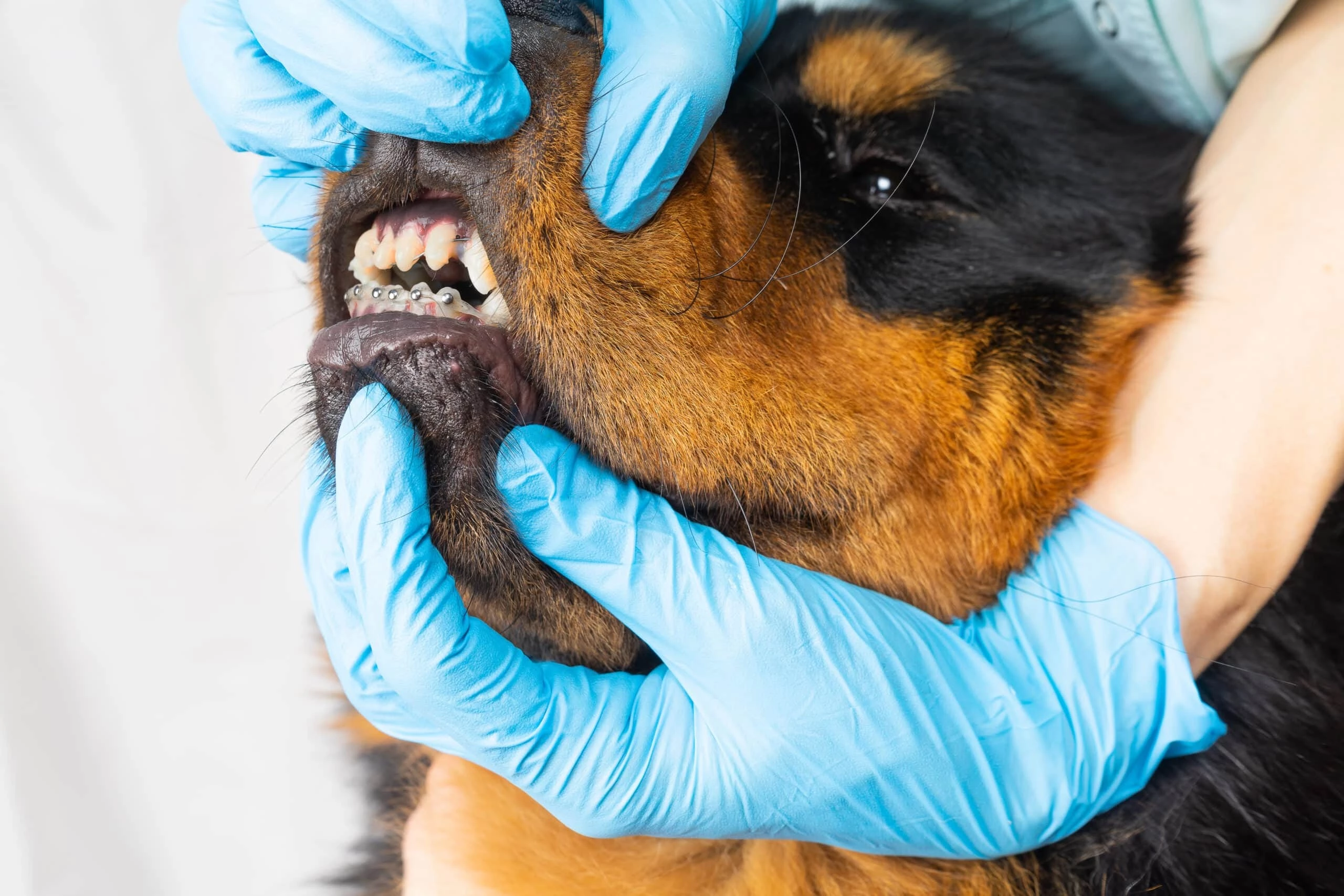 dog teeth braces