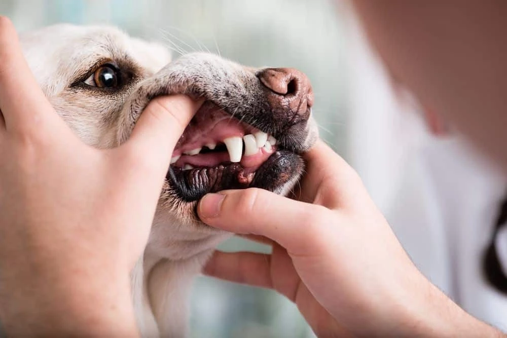 dog with braces