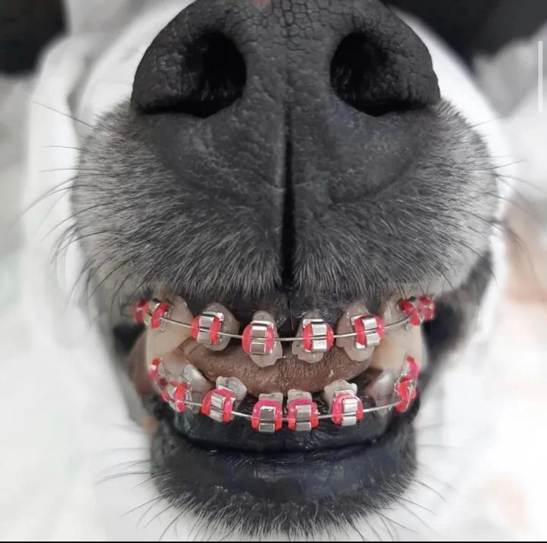 dog braces for teeth