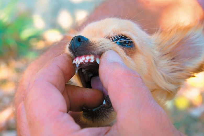 can dogs have braces