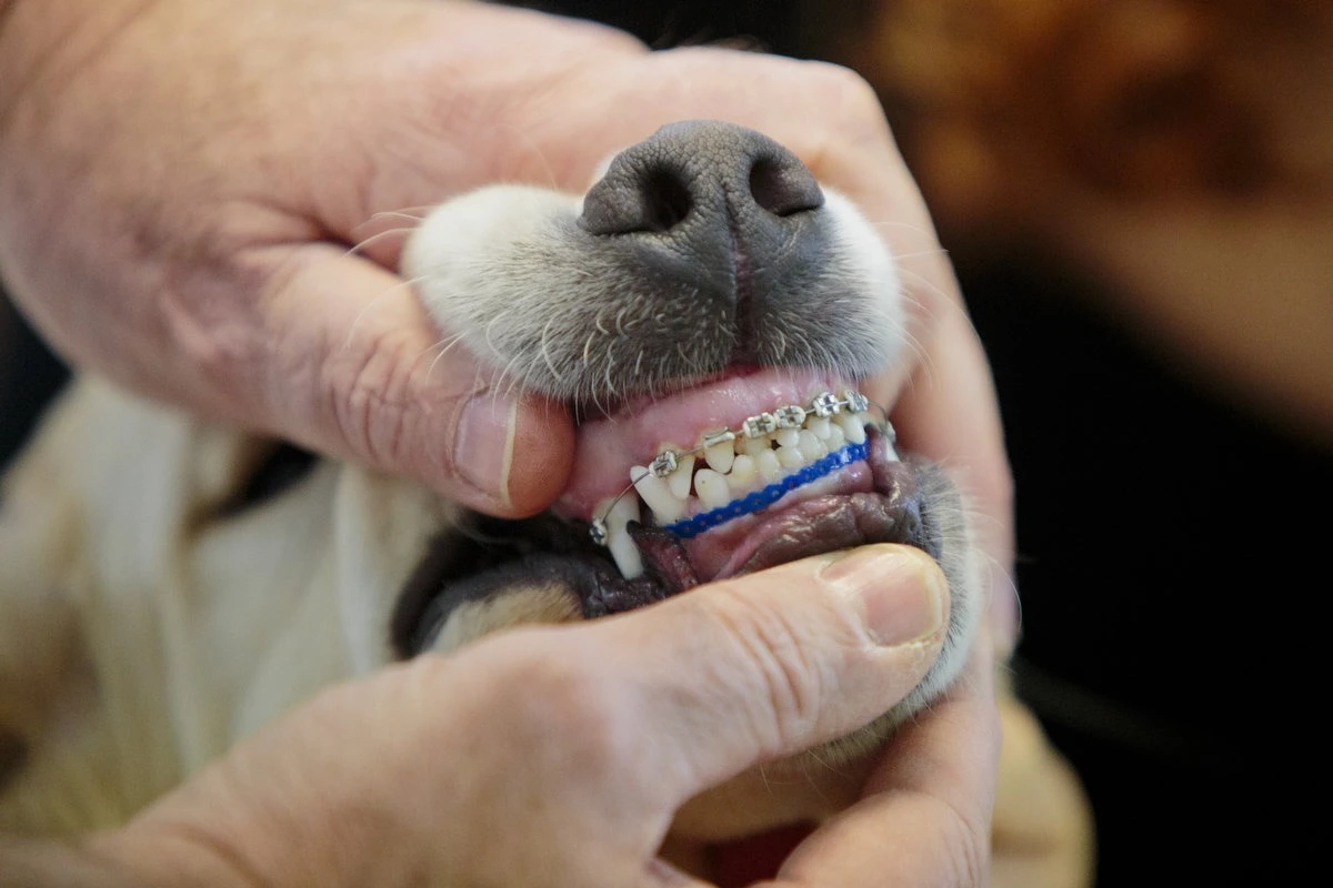 braces for dogs teeth