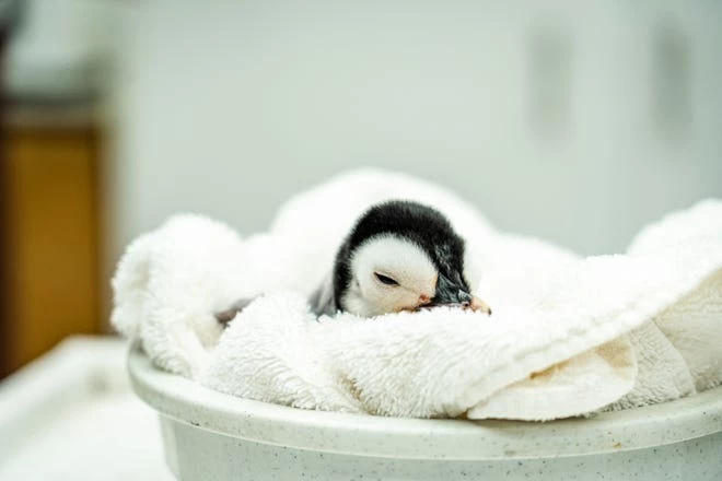 The Newborn Emperor Penguin Is Doing Well