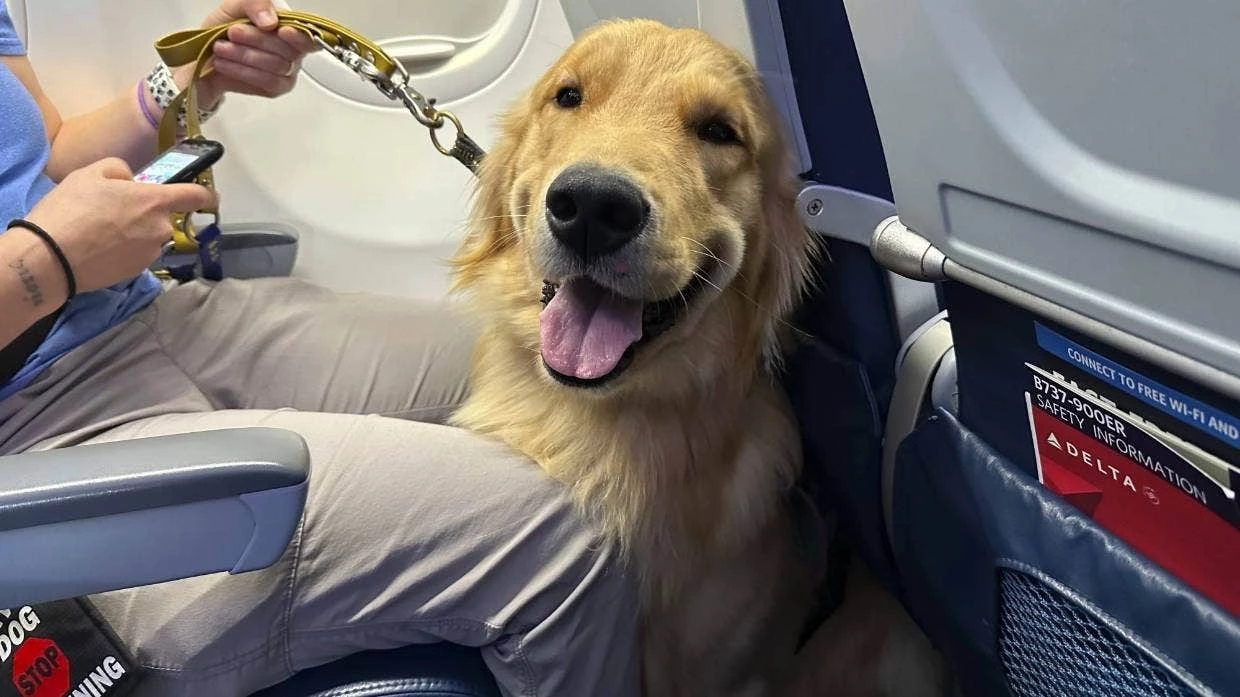 A puppy sits on an airplane during a training exercise