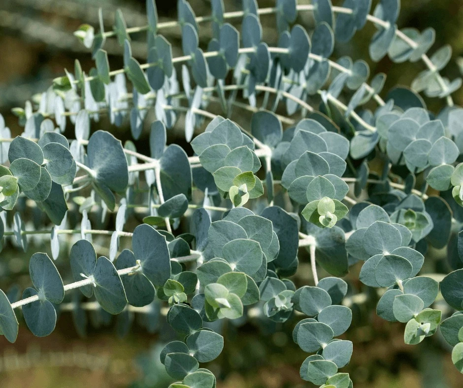is eucalyptus plant safe for cats - is eucalyptus poisonous