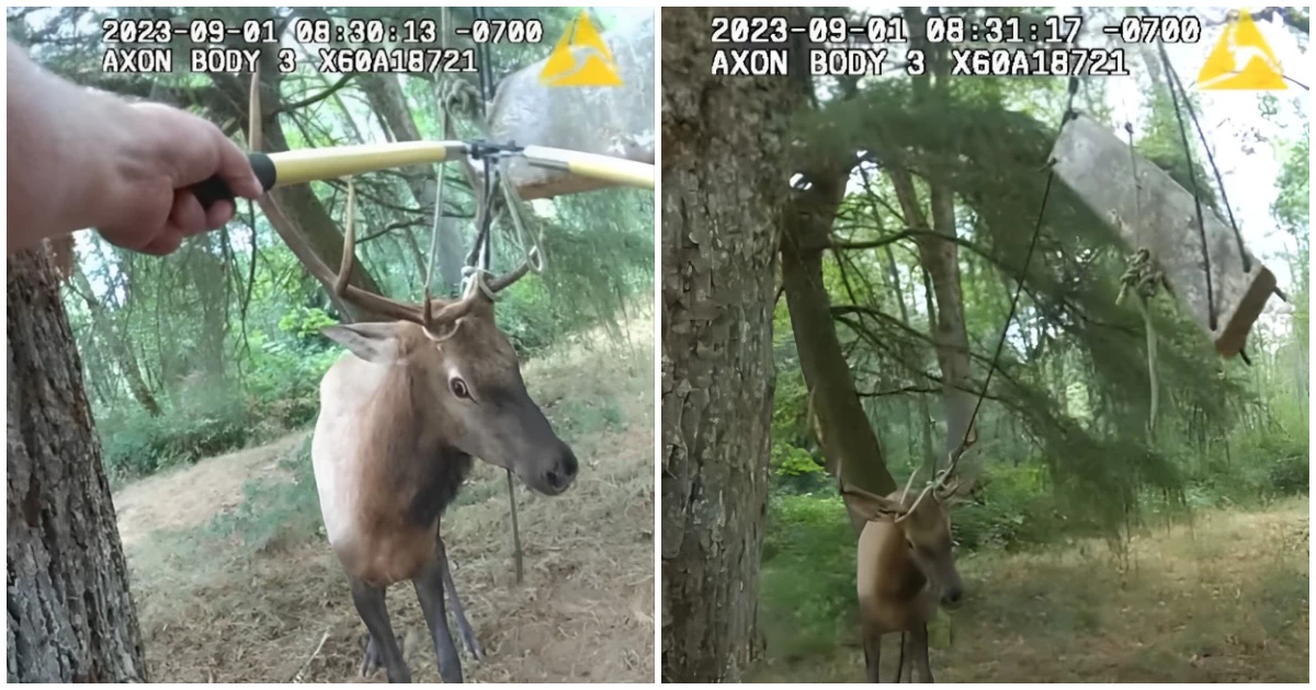 Finally, Officers Successfully Rescue The Elk