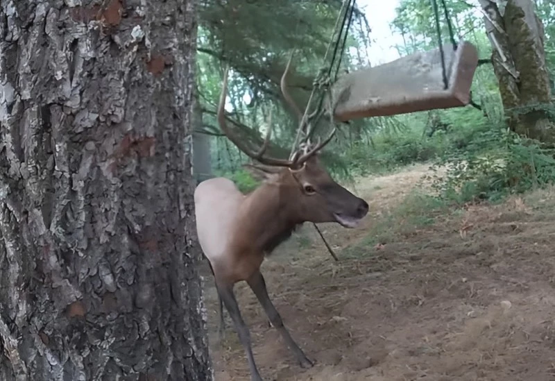 Officers Decided To Rescue This Large Elk