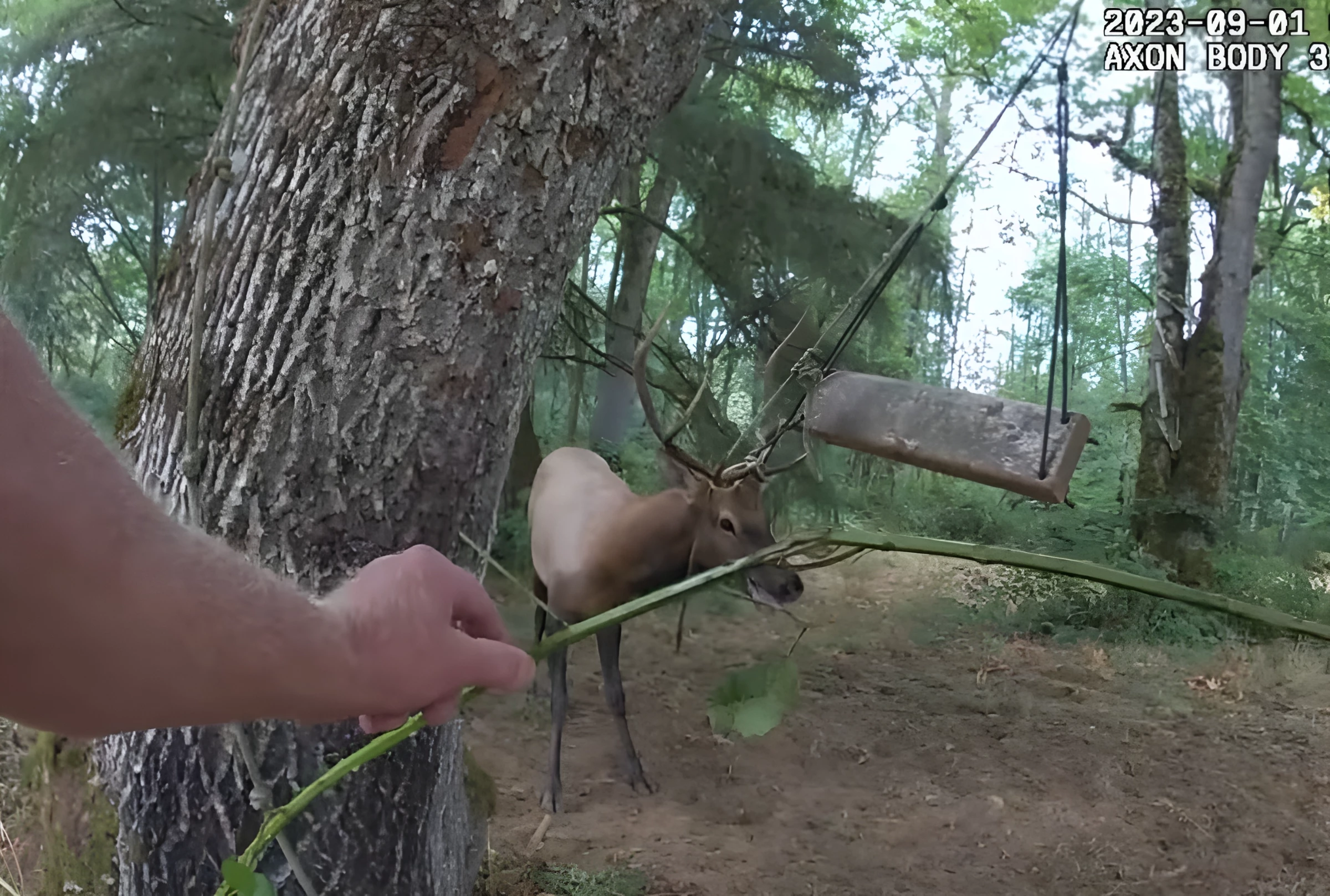 A Big Elk Was Stuck In A Tree Swing