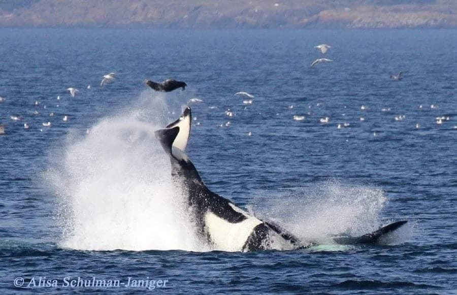 The Transient Orcas