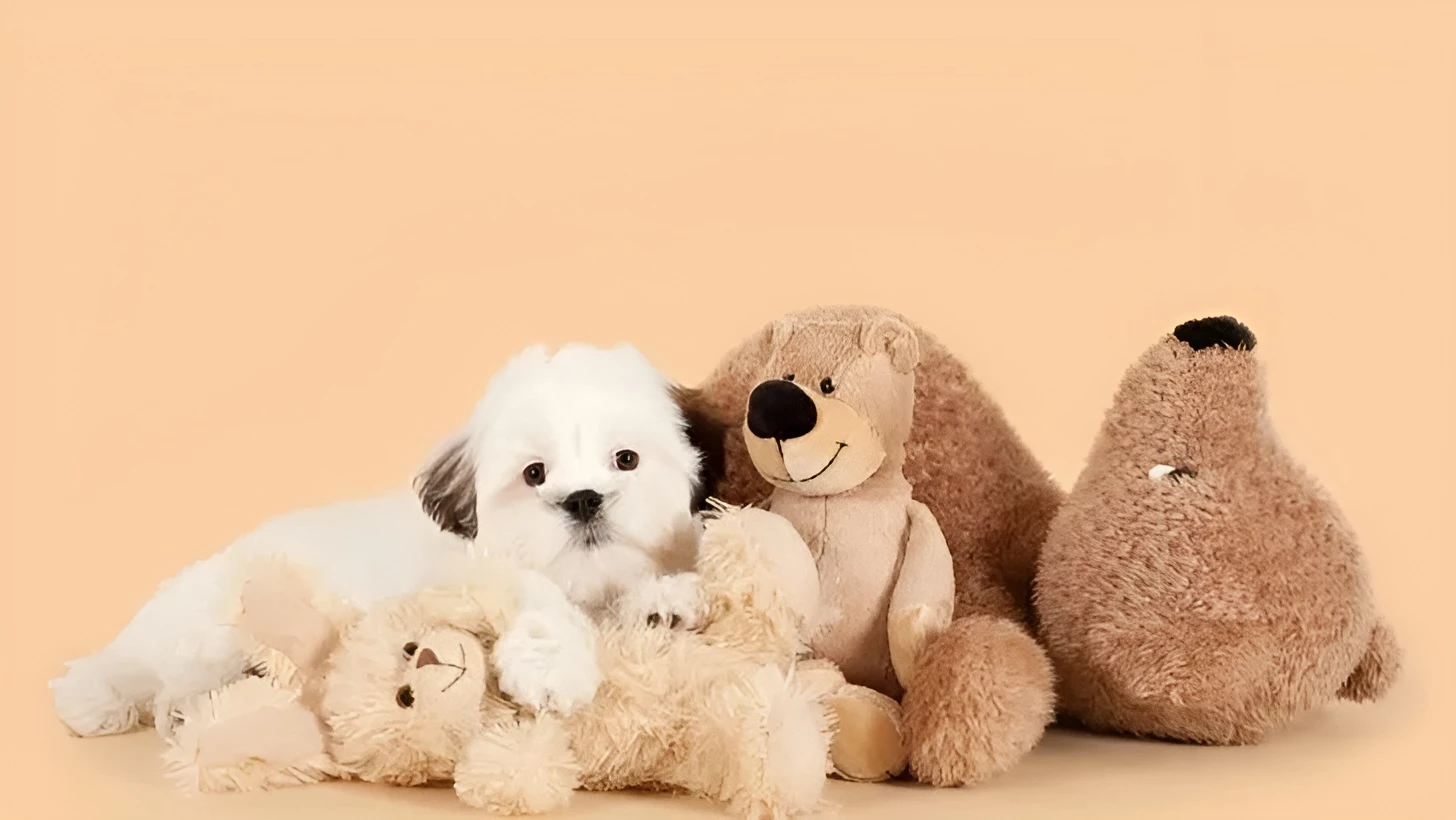 teddy bear dog - teddy bear puppy - teddy dog