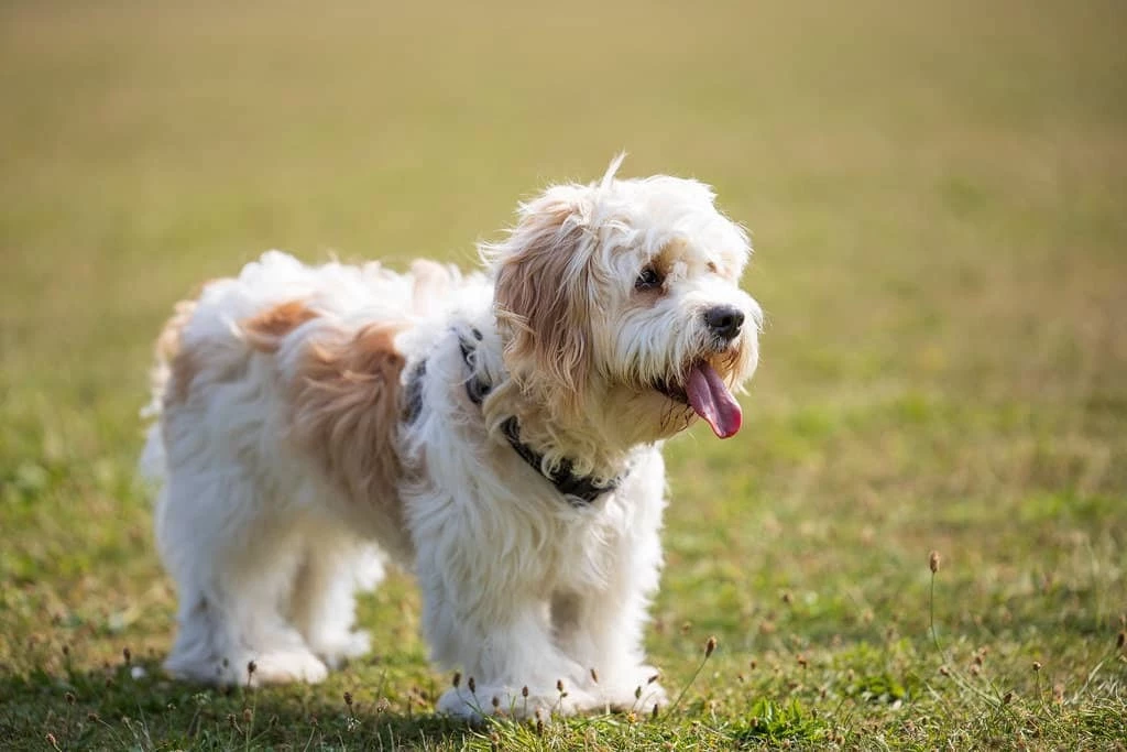 fluffy teddy bear dog